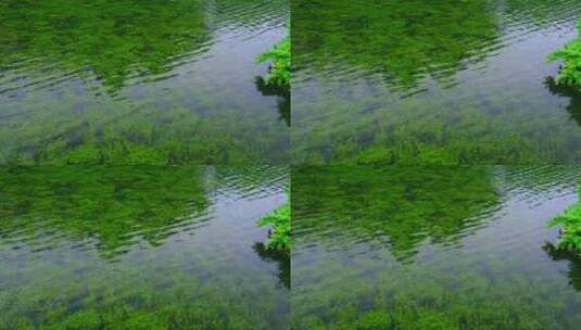 广州流花湖公园湖底绿色生态水草高清在线视频素材下载