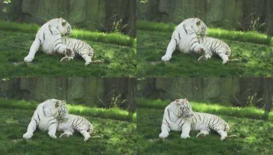 白虎孟加拉虎躺在草地上休息高清在线视频素材下载