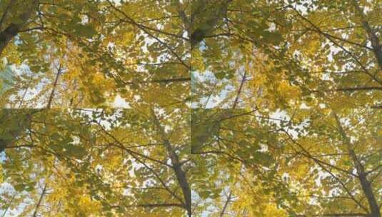 风景银杏树树叶高清在线视频素材下载