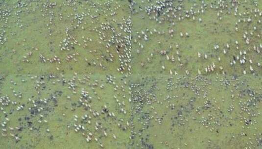 航拍羊群草地甘孜高原草原高清在线视频素材下载