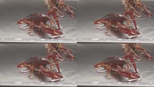 小龙虾升格镜头高清在线视频素材下载