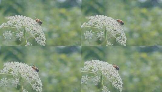 4k实拍蜜蜂采花粉花朵视频 2高清在线视频素材下载