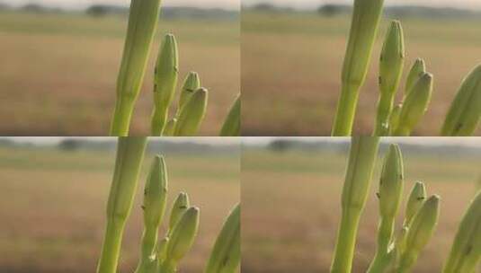 黄花菜花苞特写镜头高清在线视频素材下载