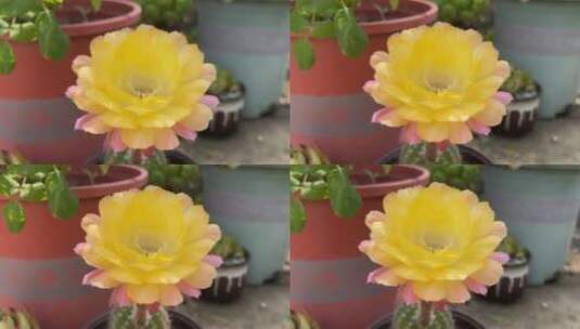 黄色彩草仙人掌花朵高清在线视频素材下载
