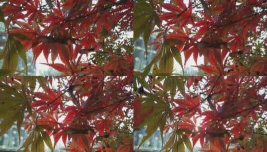 秋天红色的枫叶鸡爪槭高清在线视频素材下载