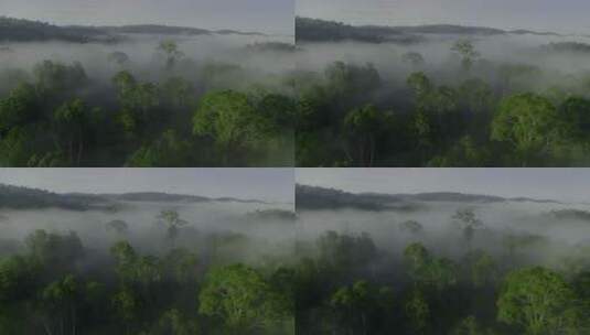 航拍 负氧离子 雾气森林高清在线视频素材下载