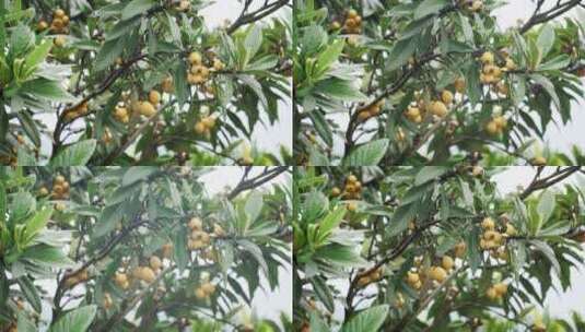 结满黄色成熟果子的枇杷树高清在线视频素材下载
