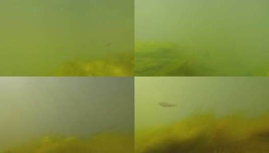 小河水下风景：水草和逆流而上的小鱼高清在线视频素材下载