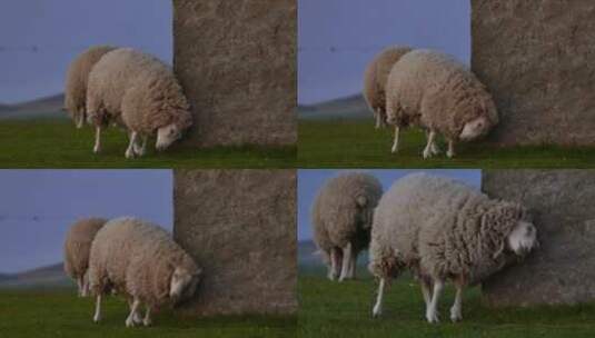 绵羊在蹭墙面高清在线视频素材下载