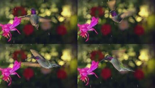 雄性蜂鸟在雨天吸食粉红色花朵高清在线视频素材下载