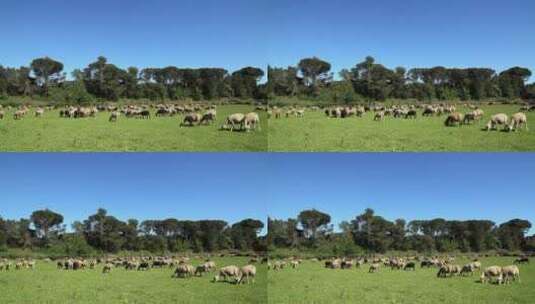 羊在农场吃草高清在线视频素材下载