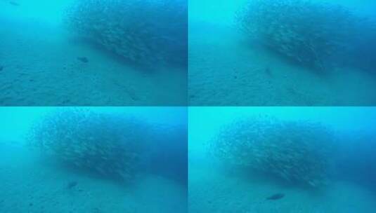 海底 鱼群 潜水高清在线视频素材下载