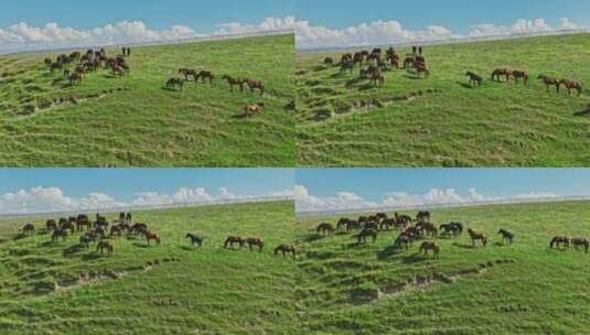 航拍草原上的马群高清在线视频素材下载