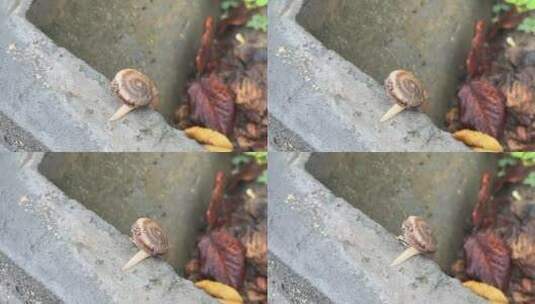 爬行的蜗牛高清在线视频素材下载