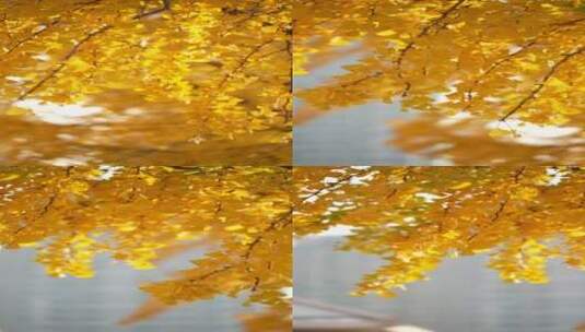 4K花草植物素材——银杏高清在线视频素材下载