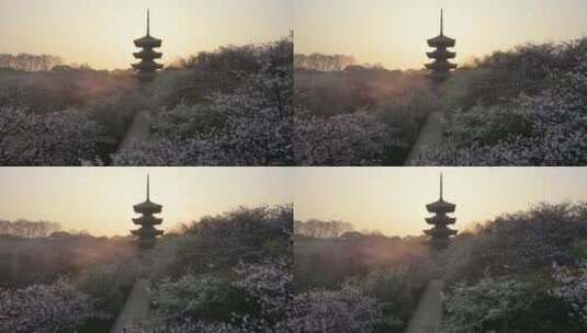 航拍武汉春天樱花季东湖樱园樱花与五重塔高清在线视频素材下载