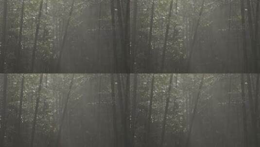 杭州西湖 灵隐寺 园林 森林 山水 庭院 安缦高清在线视频素材下载