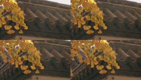 秋天中式庭院里金黄的银杏树高清在线视频素材下载
