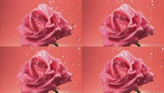 玫瑰花上的水珠高清在线视频素材下载