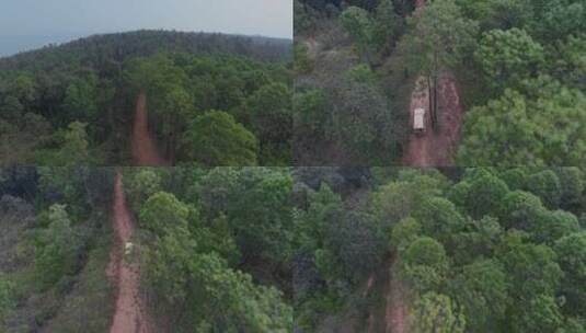 原始森林穿行云南楚雄山区汽车穿越松树林高清在线视频素材下载