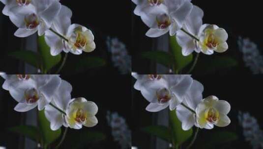 盛开的蝴蝶兰花朵高清在线视频素材下载