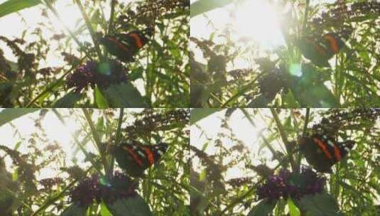太阳对蝴蝶高清在线视频素材下载