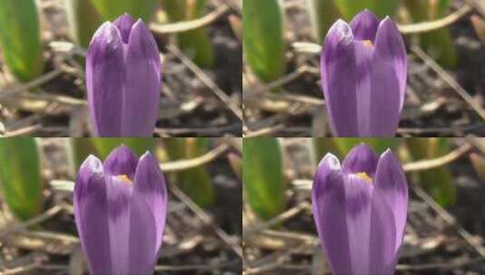 紫色花朵绽放高清在线视频素材下载