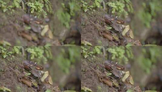原始雨林螃蟹觅食高清在线视频素材下载