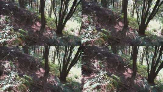 森林树林里野外户外深山里仰拍树林高清在线视频素材下载