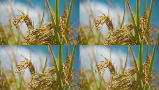 水稻-稻穗1080P高清在线视频素材下载