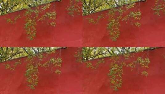 红墙绿瓦黄色树叶视频素材高清在线视频素材下载