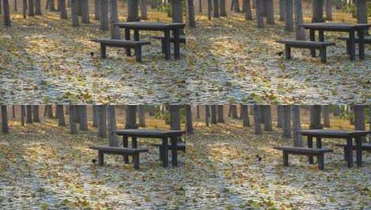 秋天喜鹊在木桌木椅满是落叶的地面行走高清在线视频素材下载