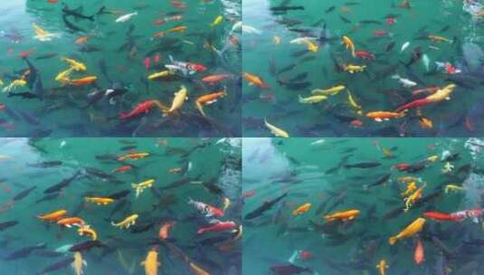 济南五龙潭公园游客喂食在水中游动的锦鲤高清在线视频素材下载