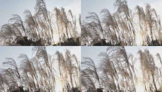 冬日微风下的唯美芦苇草美景景色高清在线视频素材下载