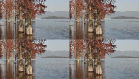 自然，红水杉，宁波四明湖，初冬，蓝天高清在线视频素材下载