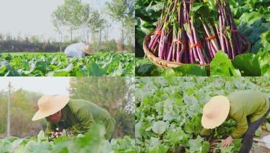 红菜苔产地高清在线视频素材下载
