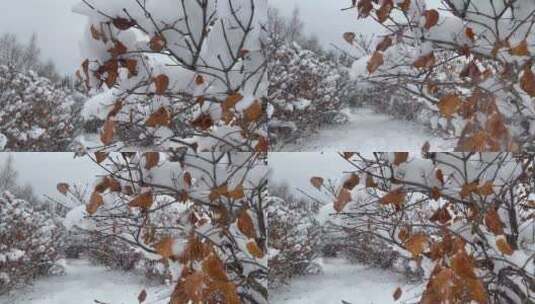 黄树叶落雪高清在线视频素材下载