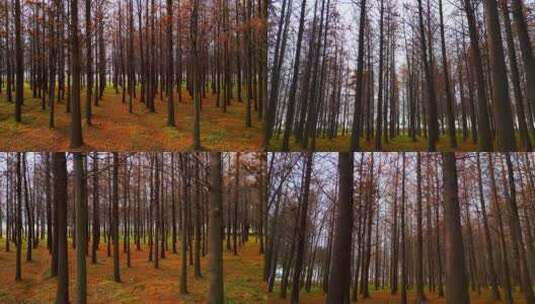 【4K60帧】秋天枫树树林红色枫叶高清在线视频素材下载