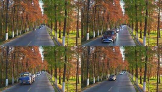 航拍上海金色秋天航塘公路红松林高清在线视频素材下载