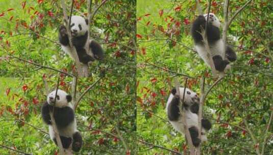 可爱国宝大熊猫幼崽小宝宝爬树玩耍萌高清在线视频素材下载