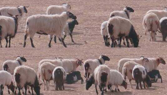 青海 草原 绵羊群 羊 家畜 哺乳动物高清在线视频素材下载