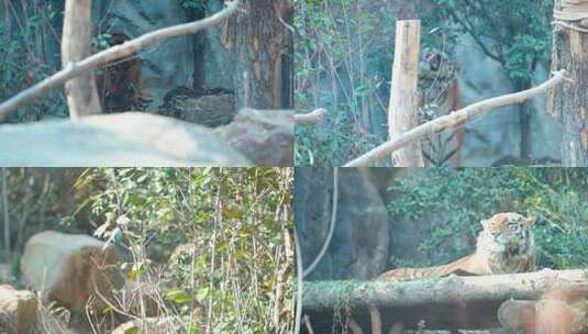 老虎 动物园 孟加拉虎 东北虎 8250高清在线视频素材下载