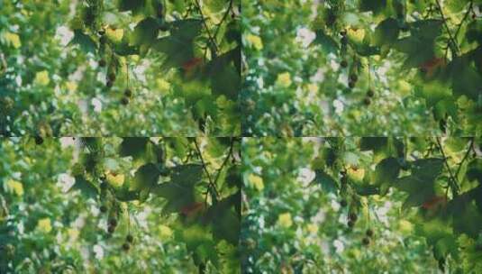 微风中的梧桐树唯美空镜高清在线视频素材下载