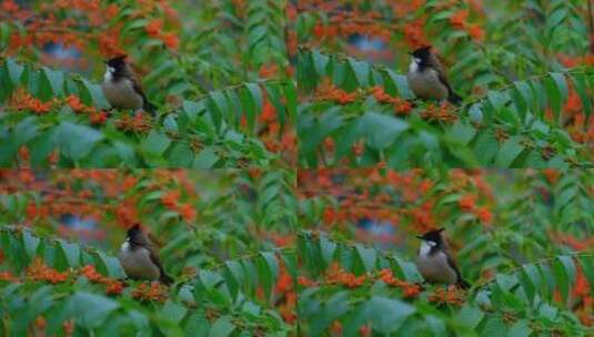 红耳鹎 小鸟停在树枝上 采花 吃花蜜高清在线视频素材下载