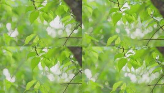 【4k】青梅果树果实树叶唯美春天乡村产业高清在线视频素材下载
