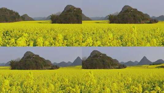 春暖花开油菜花花海高清在线视频素材下载