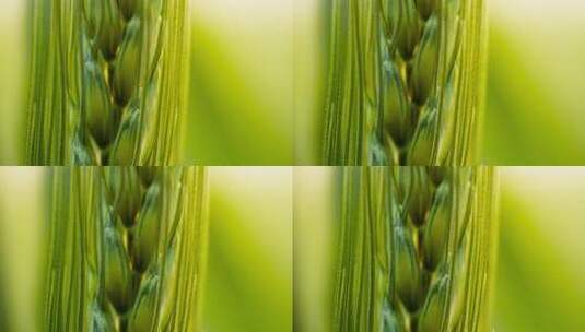农村小麦粮食微距特写实拍高清在线视频素材下载