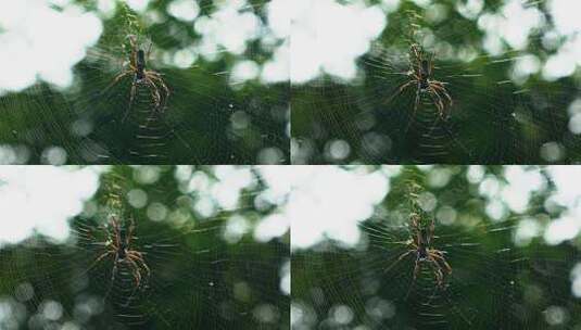 一只蜘蛛躺在蜘蛛网上高清在线视频素材下载