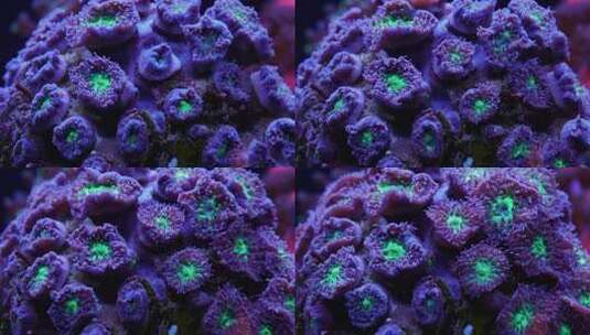 微距拍摄珊瑚虫开放高清在线视频素材下载