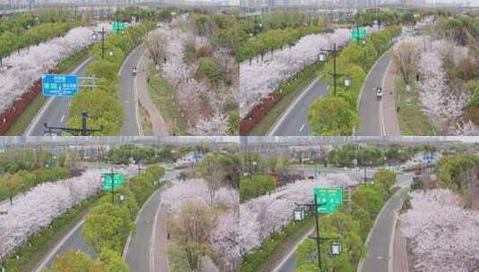 苏州树山地区春季原生态花开季节高清在线视频素材下载